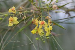 Parkinsonia aculeata